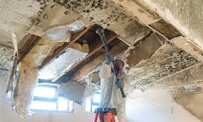 Best Emergency Mold Remediation  in Wyomissing, PA